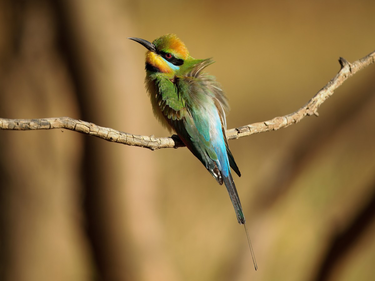 Rainbow Bee-eater - ML645936200
