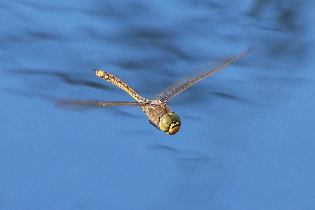 Australian Emperor - ML645936201