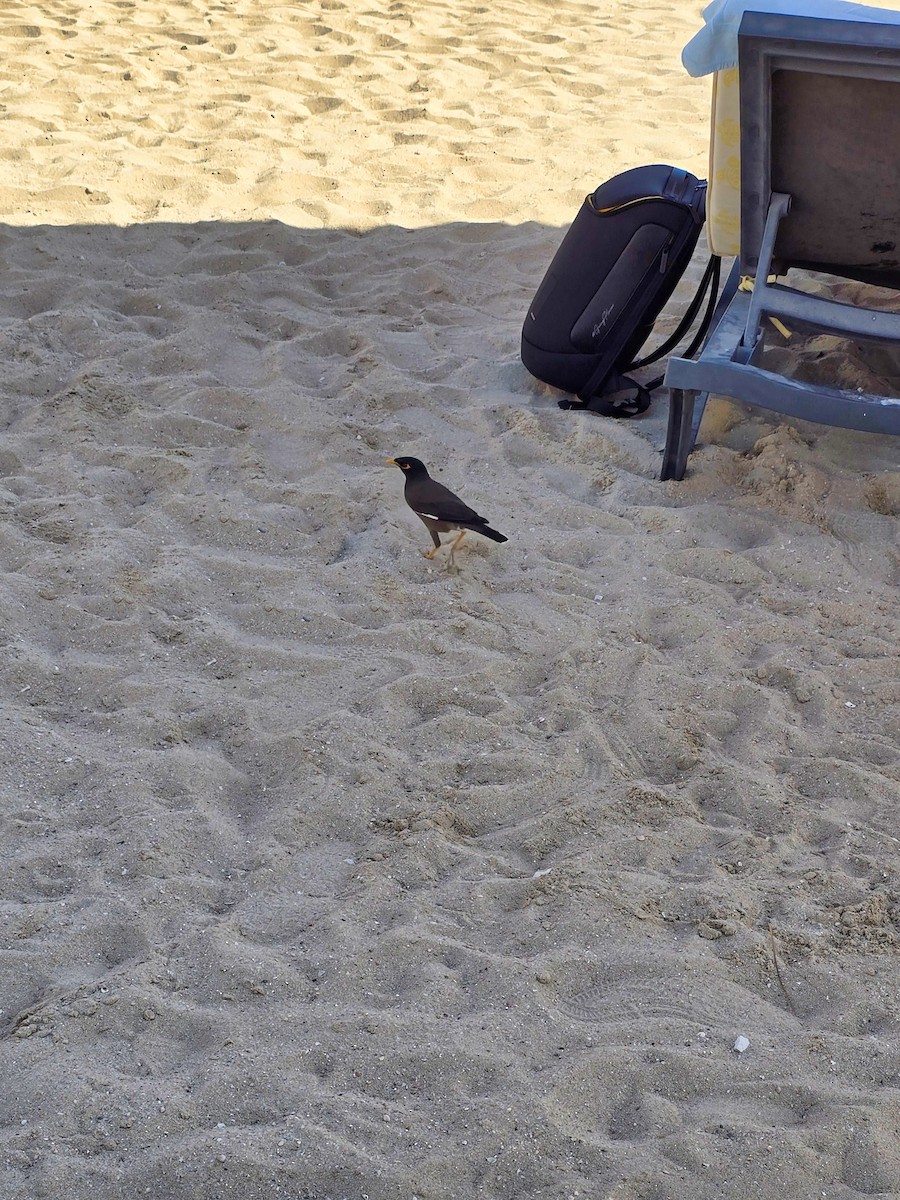 Common Myna - ML645936202