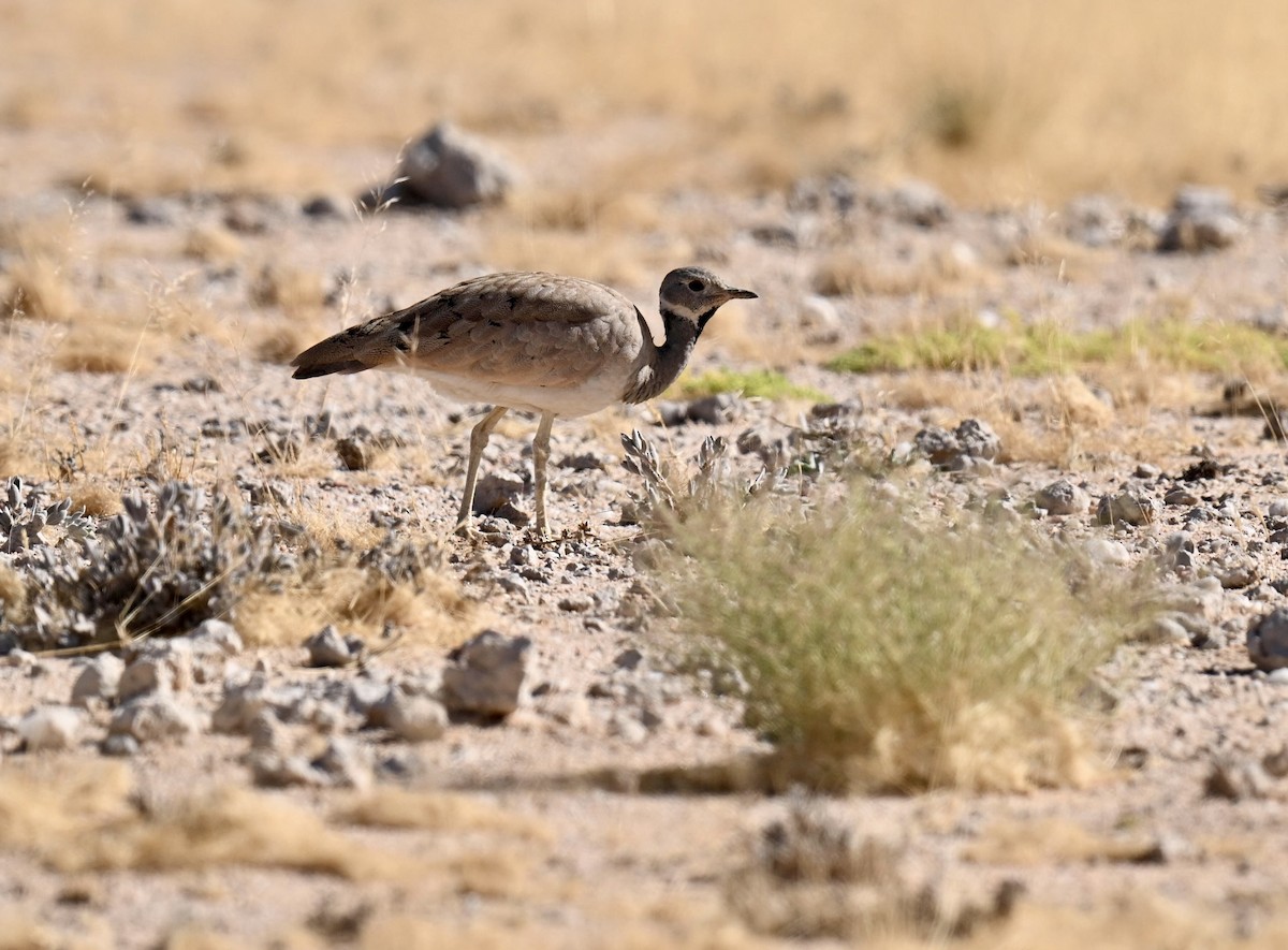 Rüppell's Bustard - ML645936204