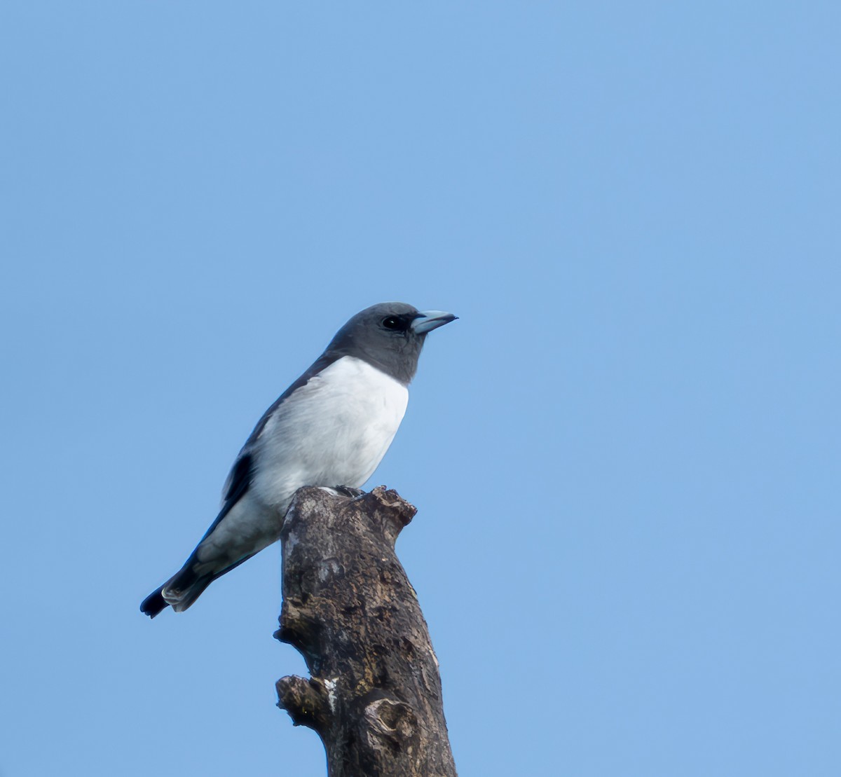 White-breasted Woodswallow - ML645936205