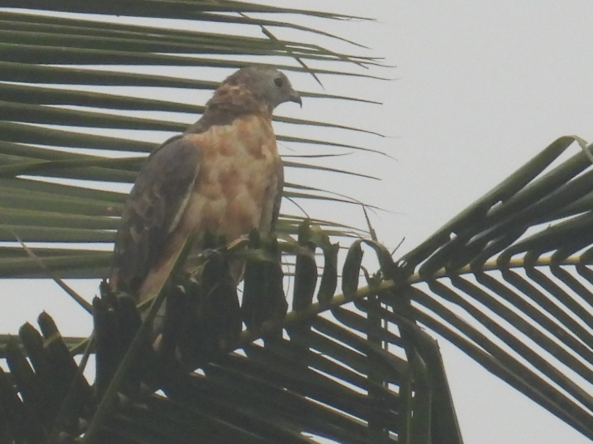 Oriental Honey-buzzard - ML645936206