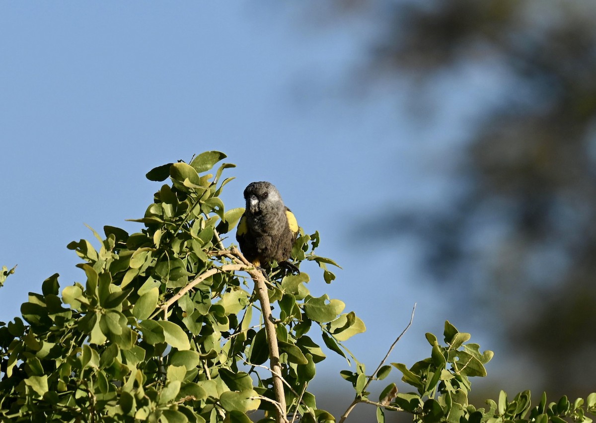 Rüppell's Parrot - ML645936207