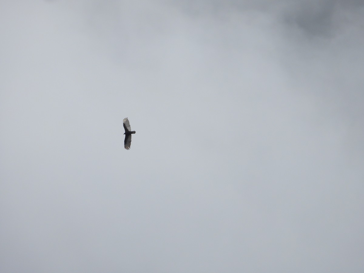 Black Vulture - ML645936208