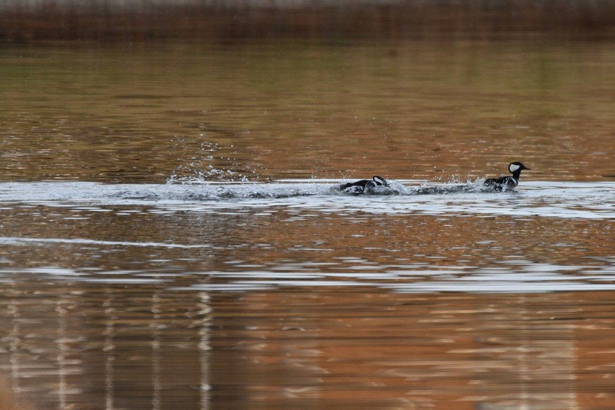 Hooded Merganser - ML645936209