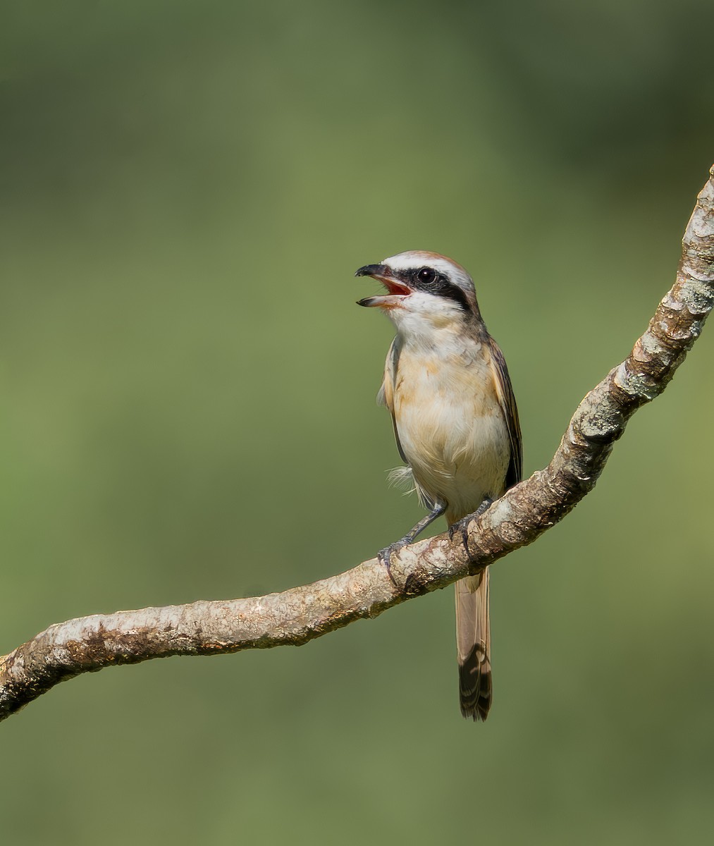 Brown Shrike - ML645936210