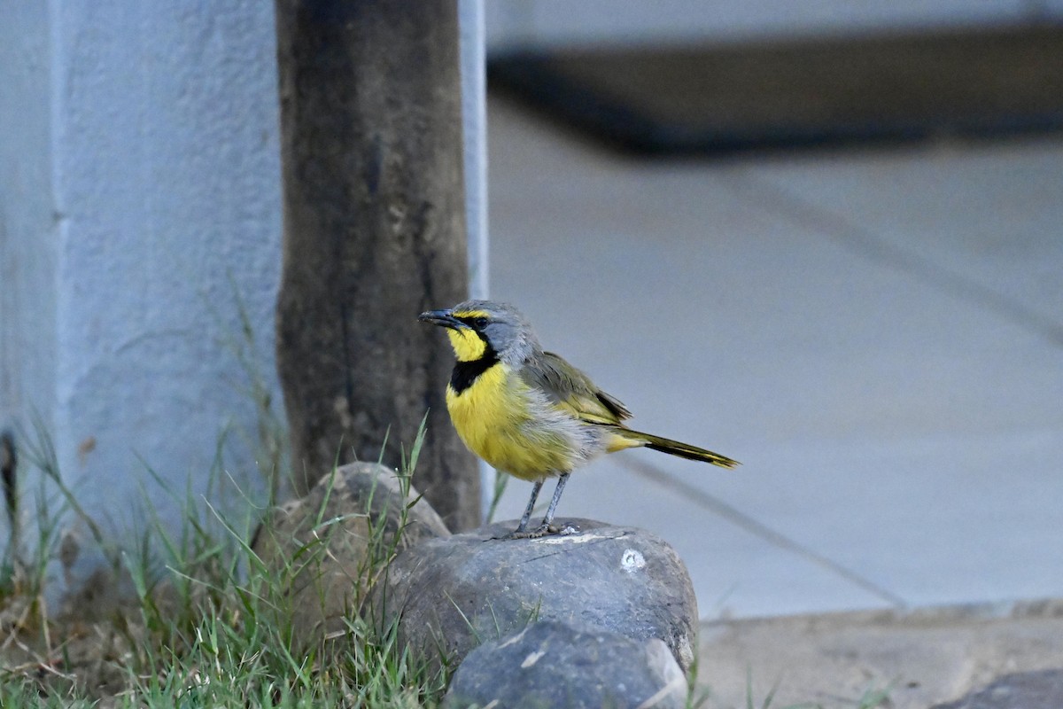 Bokmakierie - ML645936211