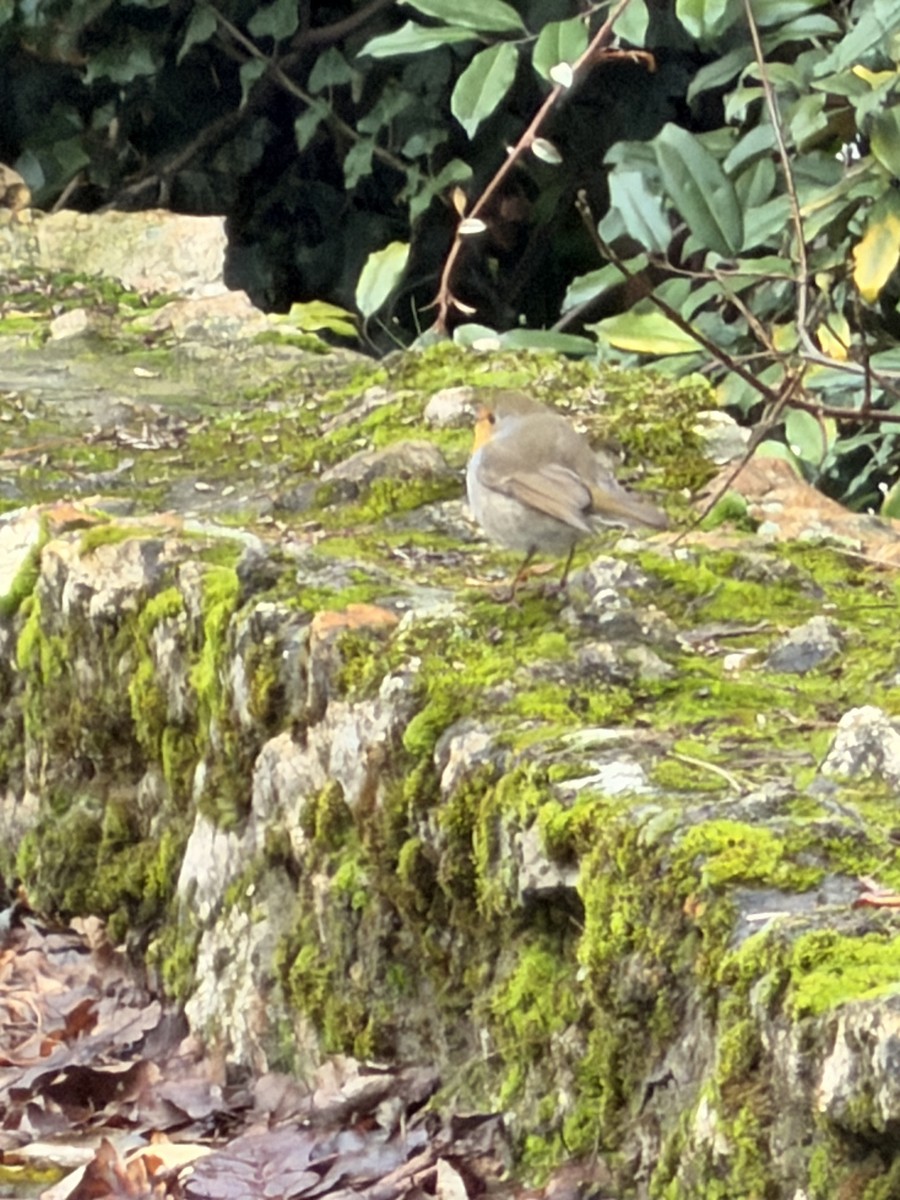 European Robin - ML645936212