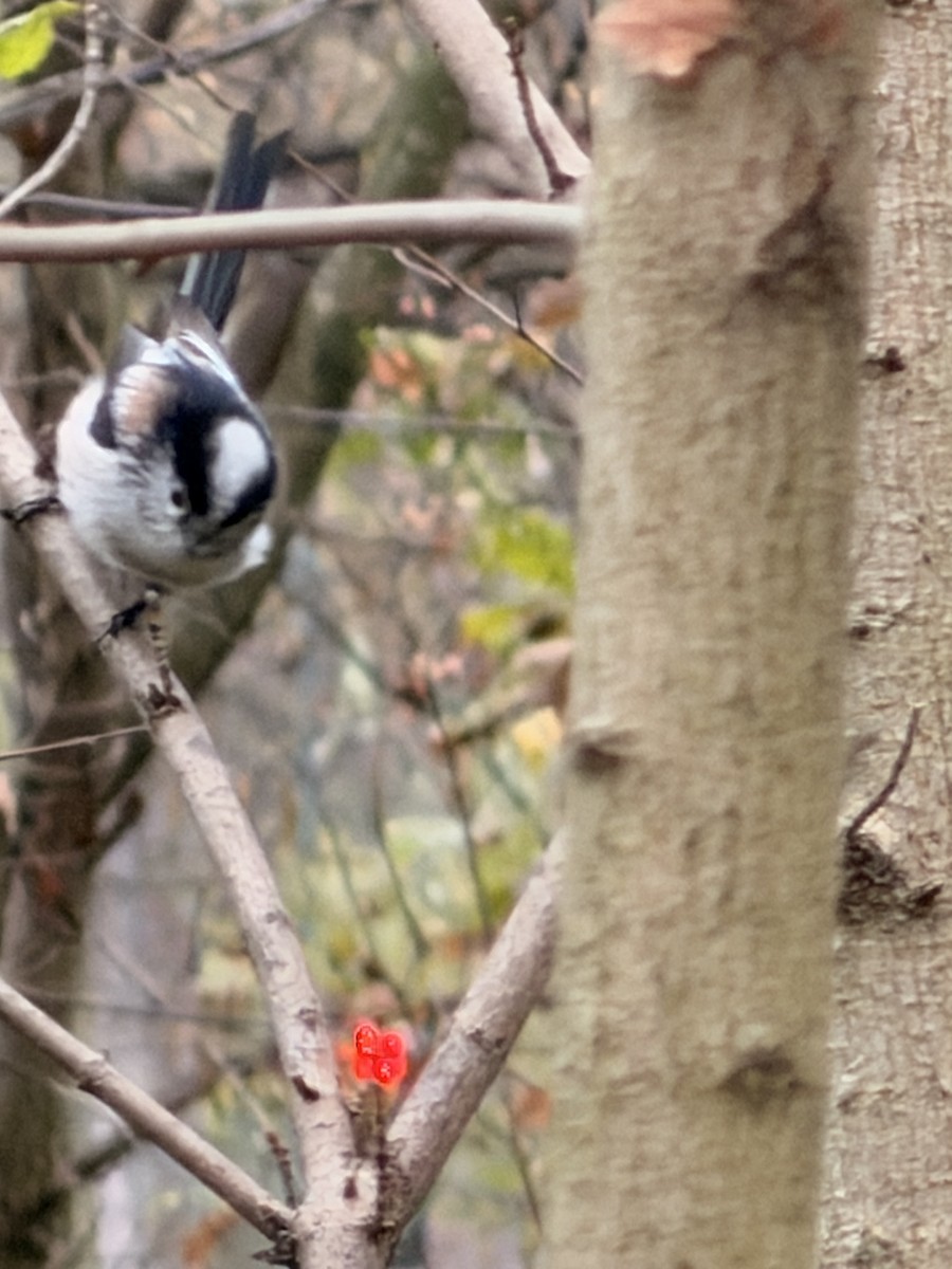 Long-tailed Tit - ML645936214