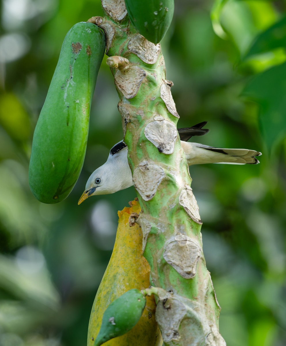 White-headed Starling - ML645936215
