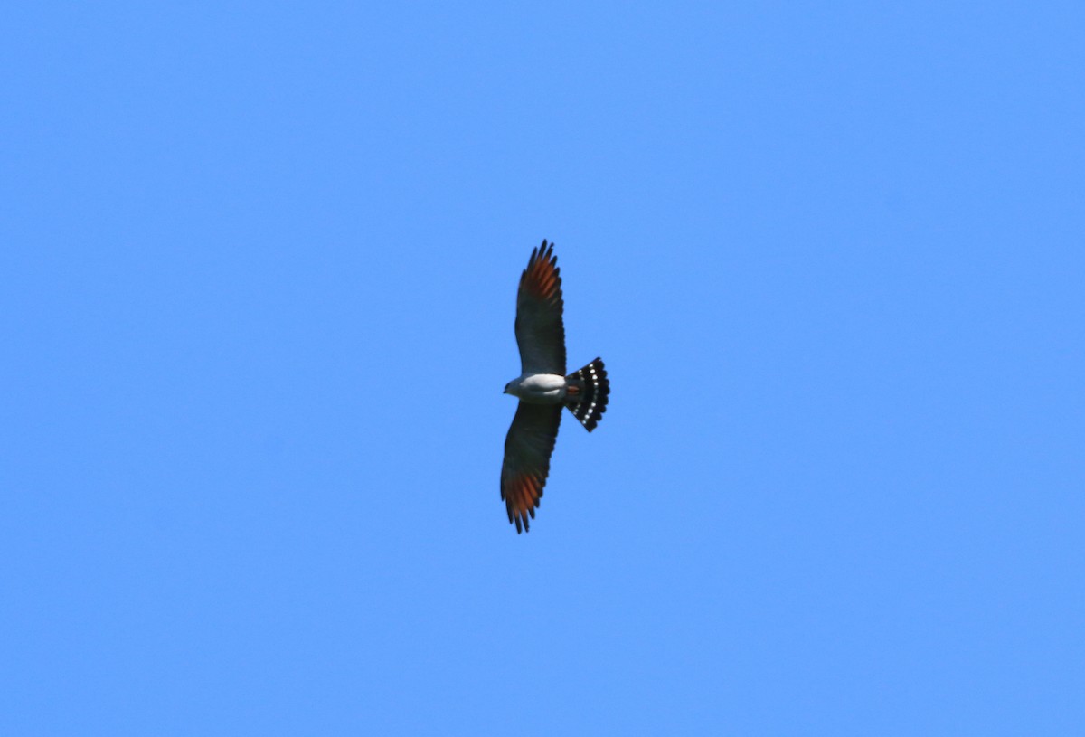 Plumbeous Kite - ML645936218