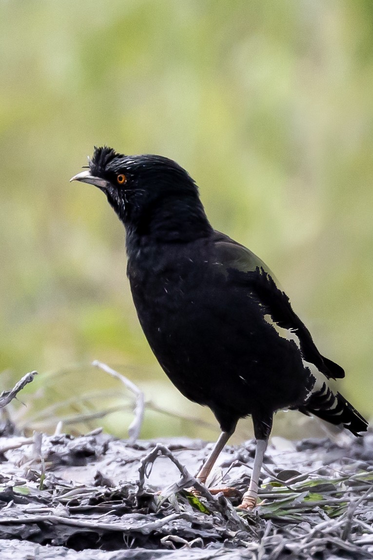 Crested Myna - ML645936219