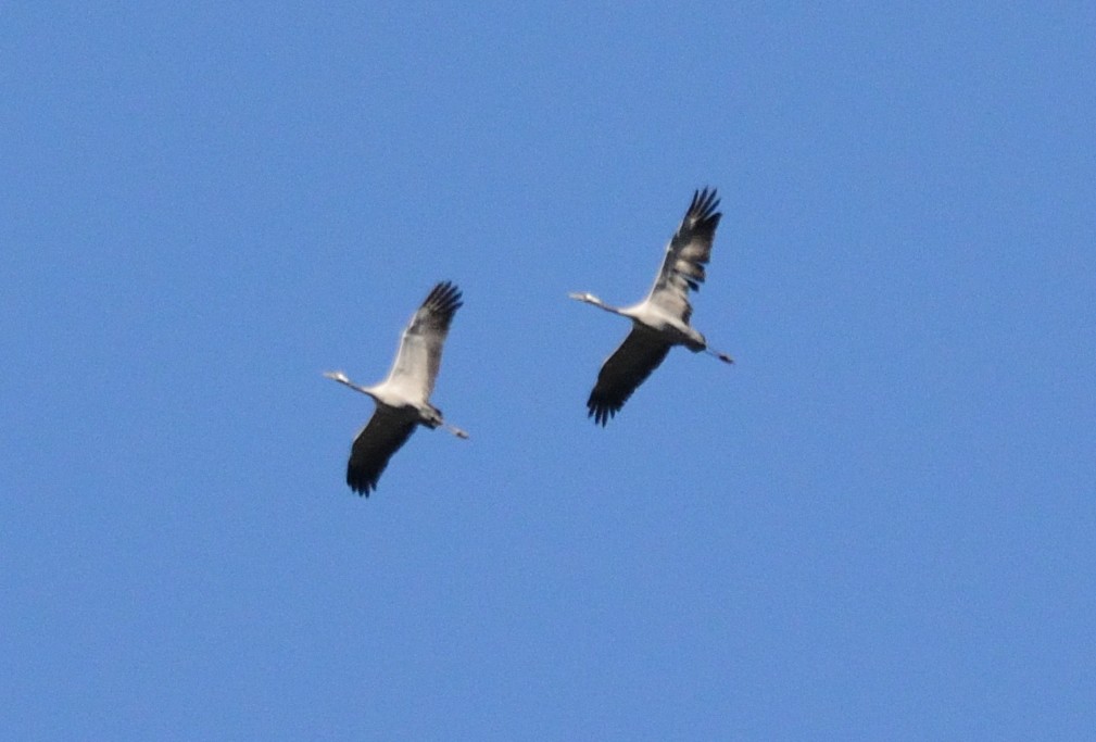 Common Crane - ML645936220