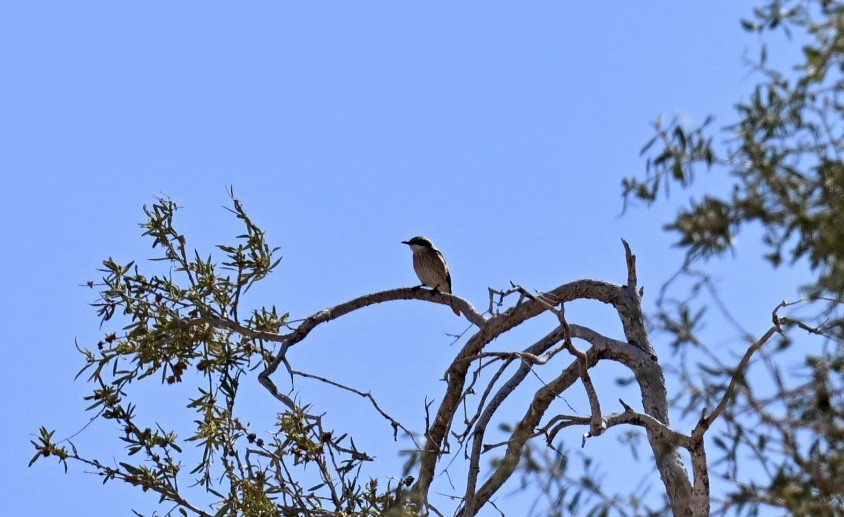 Herero Chat - ML645936222