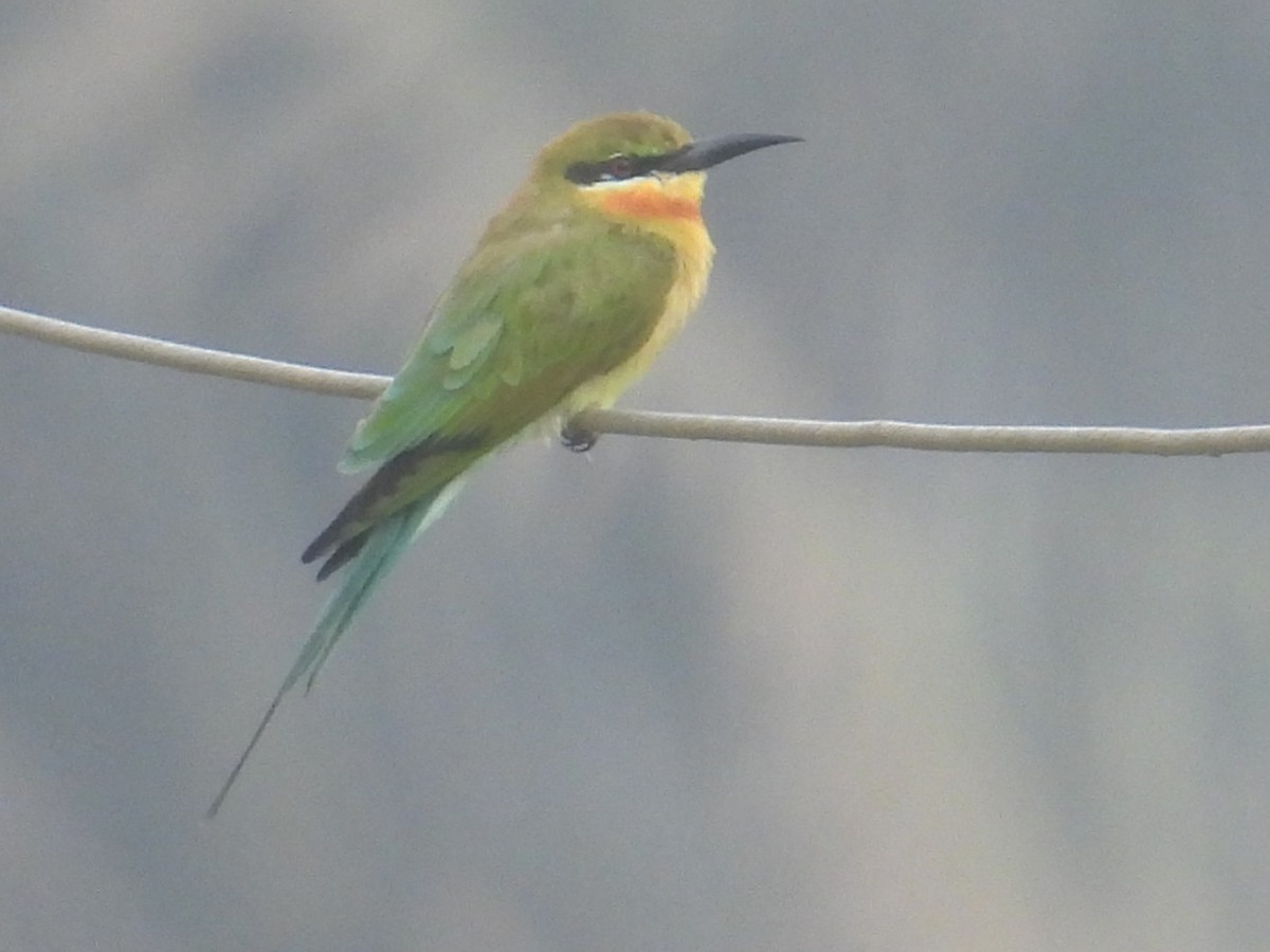 Blue-tailed Bee-eater - ML645936223