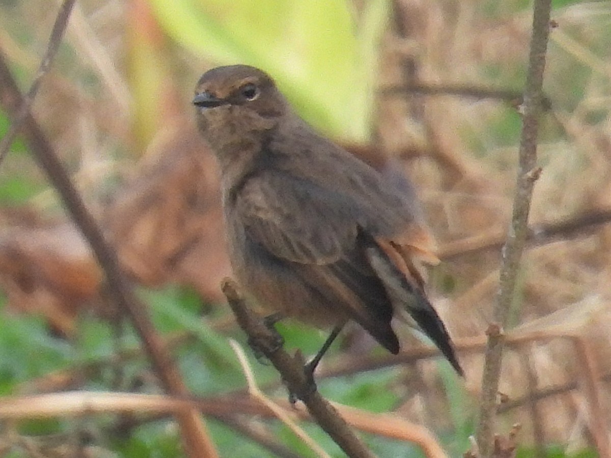 Pied Bushchat - ML645936228