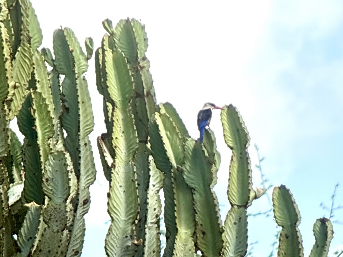 ledňáček šedohlavý - ML645936230