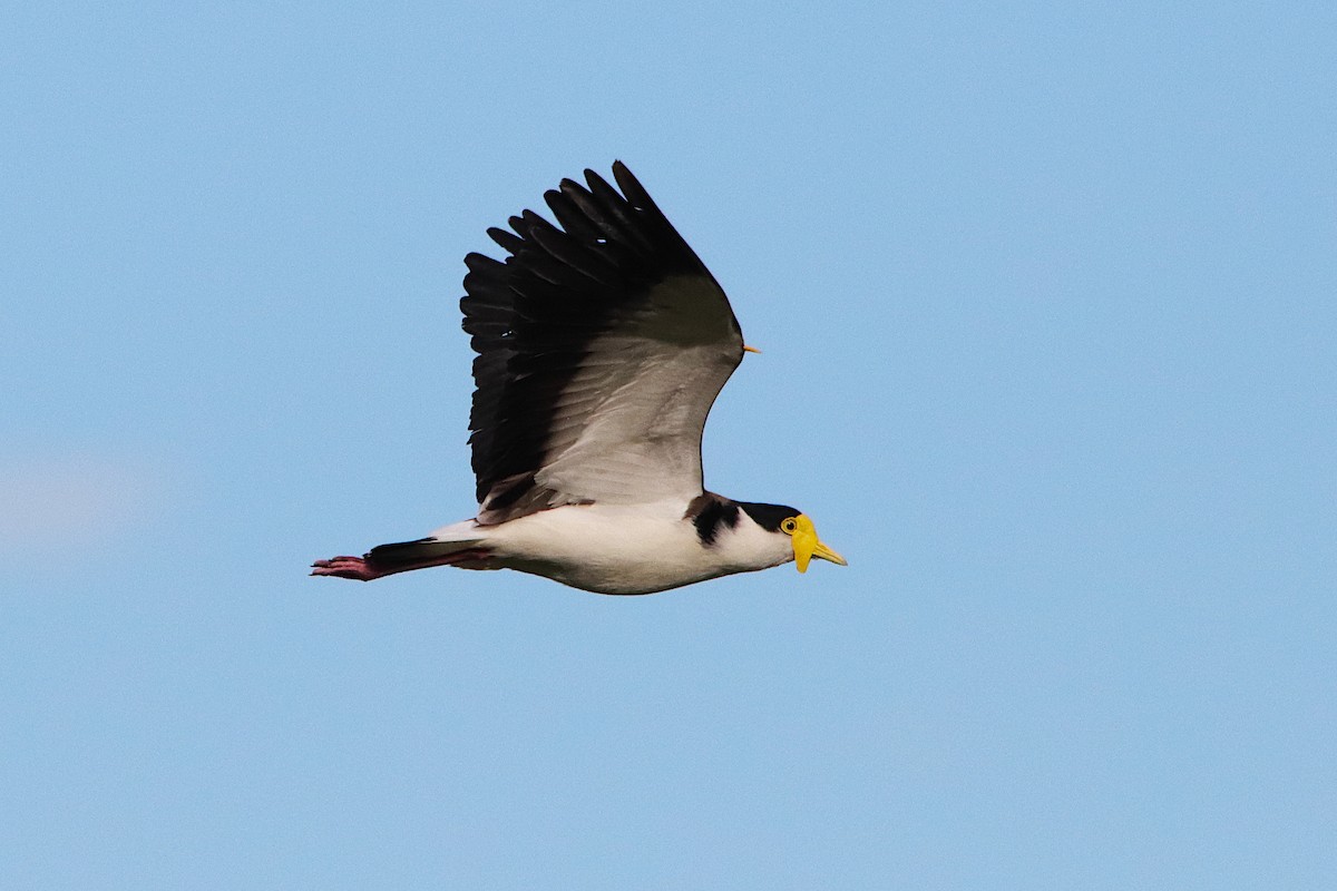 Masked Lapwing - ML645936231