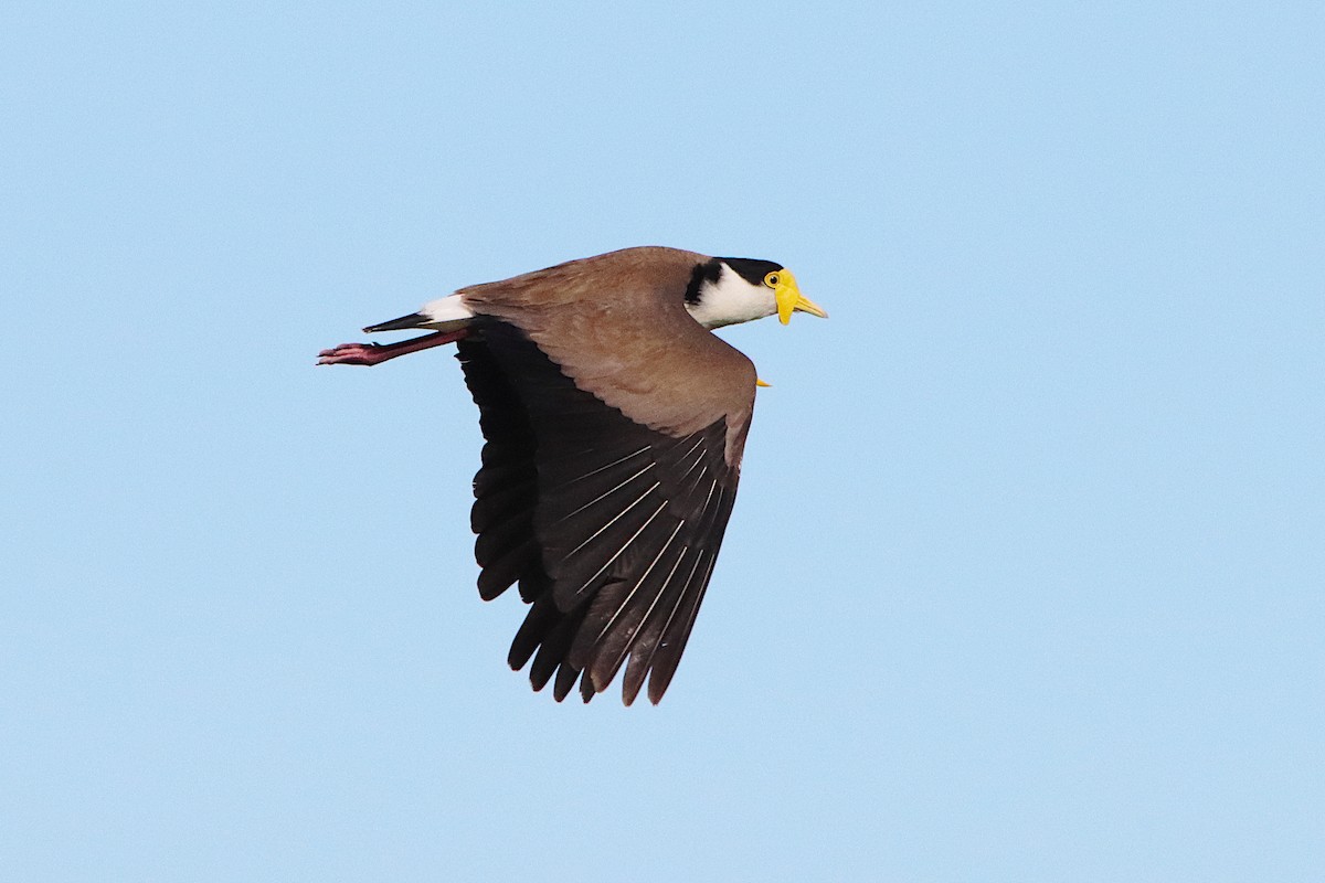 Masked Lapwing - ML645936232