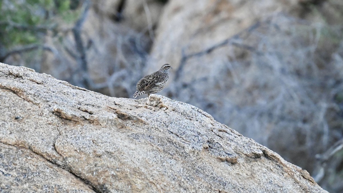 Hartlaub's Spurfowl - ML645936233