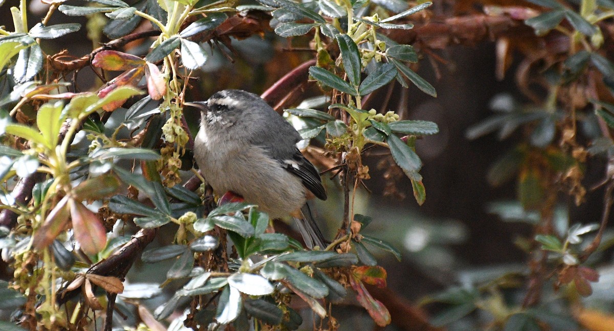 Cinereous Conebill - ML645936235
