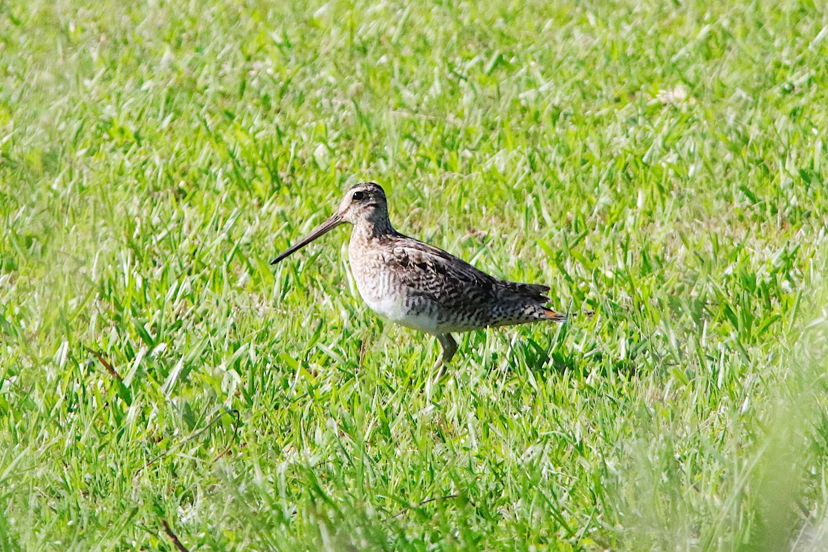 Latham's Snipe - ML645936241