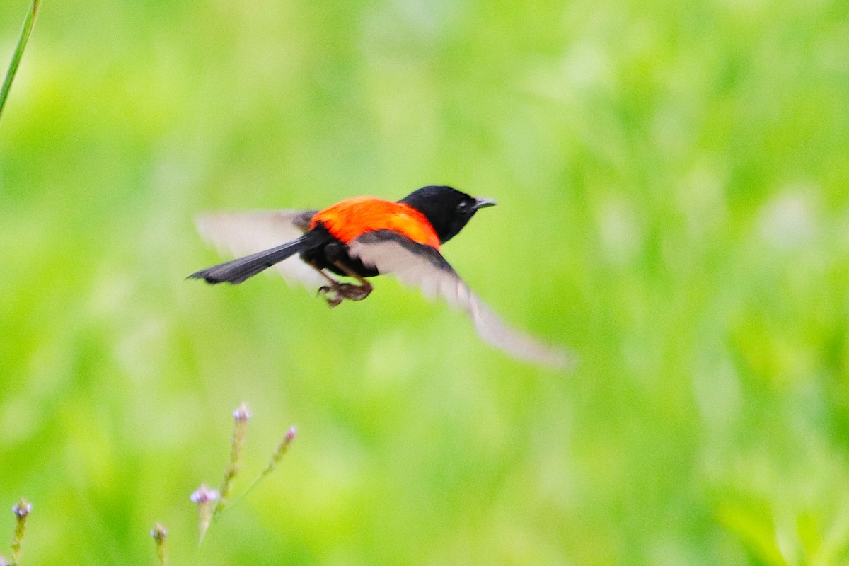 Red-backed Fairywren - ML645936251
