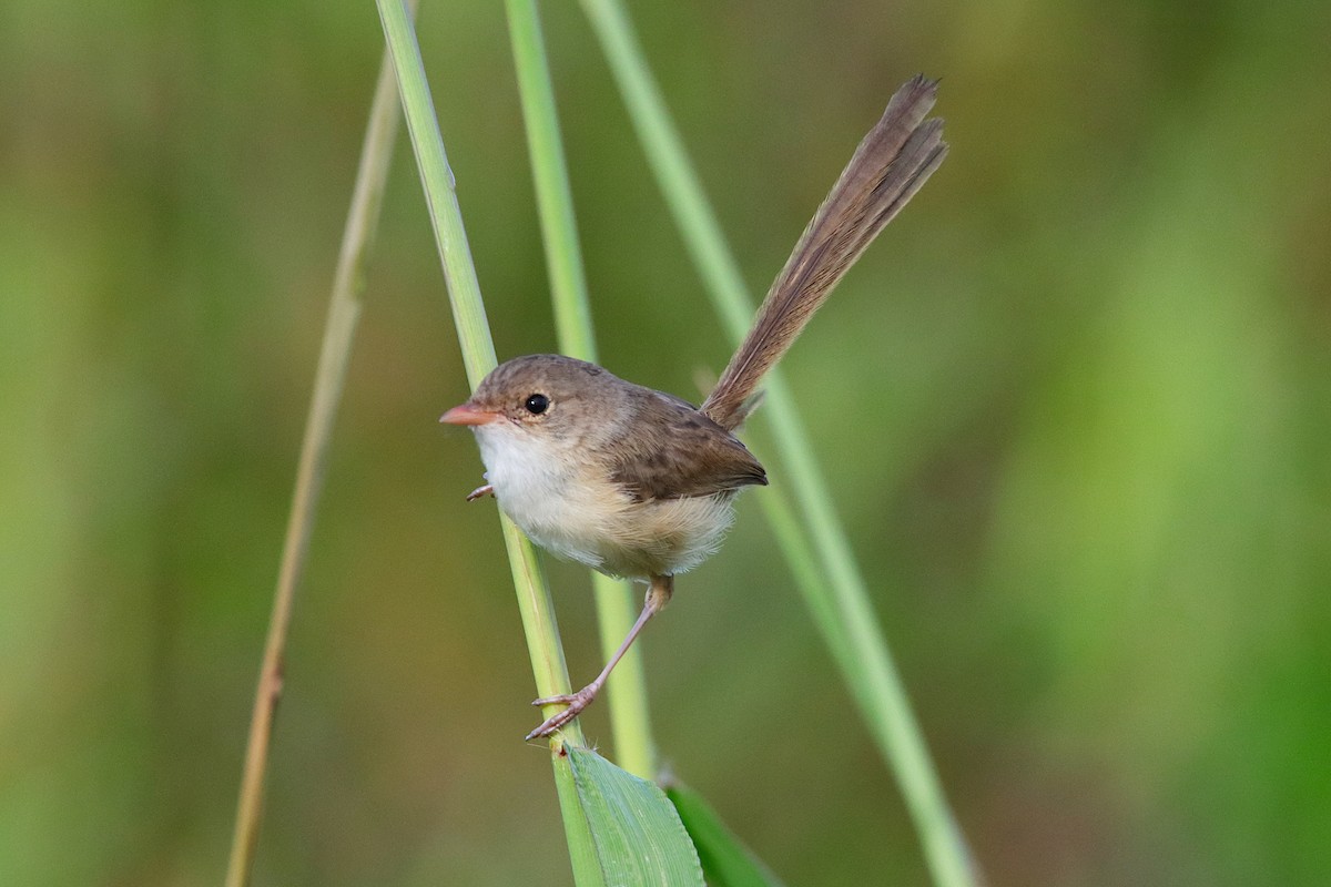 Red-backed Fairywren - ML645936252