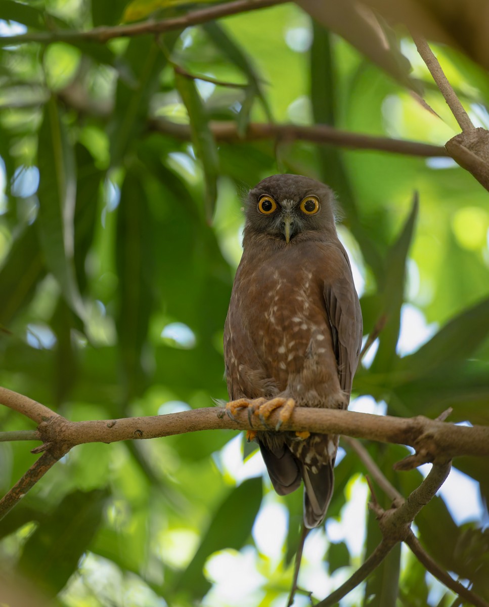 Hume's Boobook - ML645936254