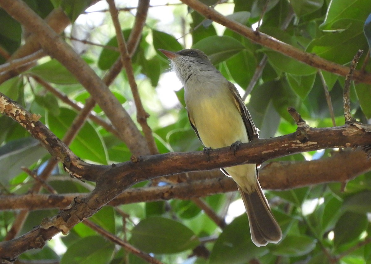 Swainson's Flycatcher - ML645936257