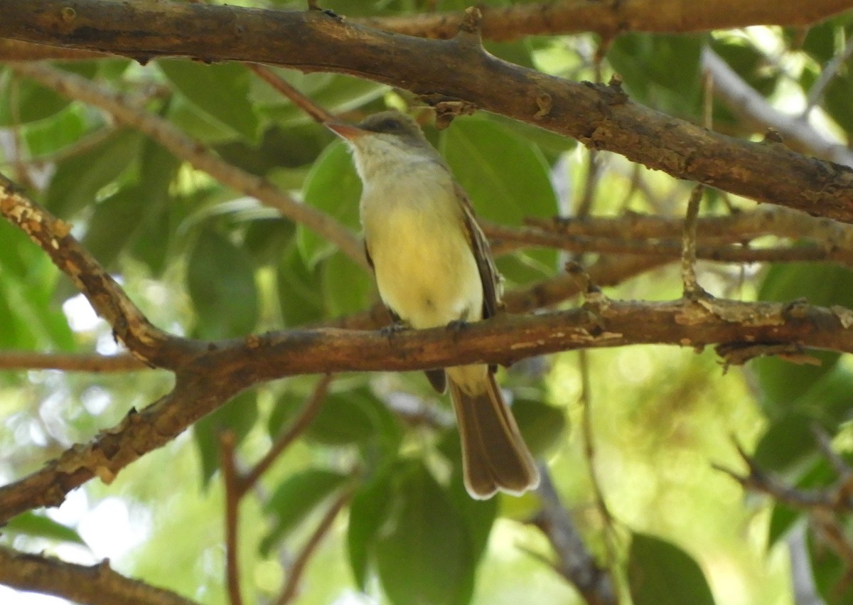 Swainson's Flycatcher - ML645936258