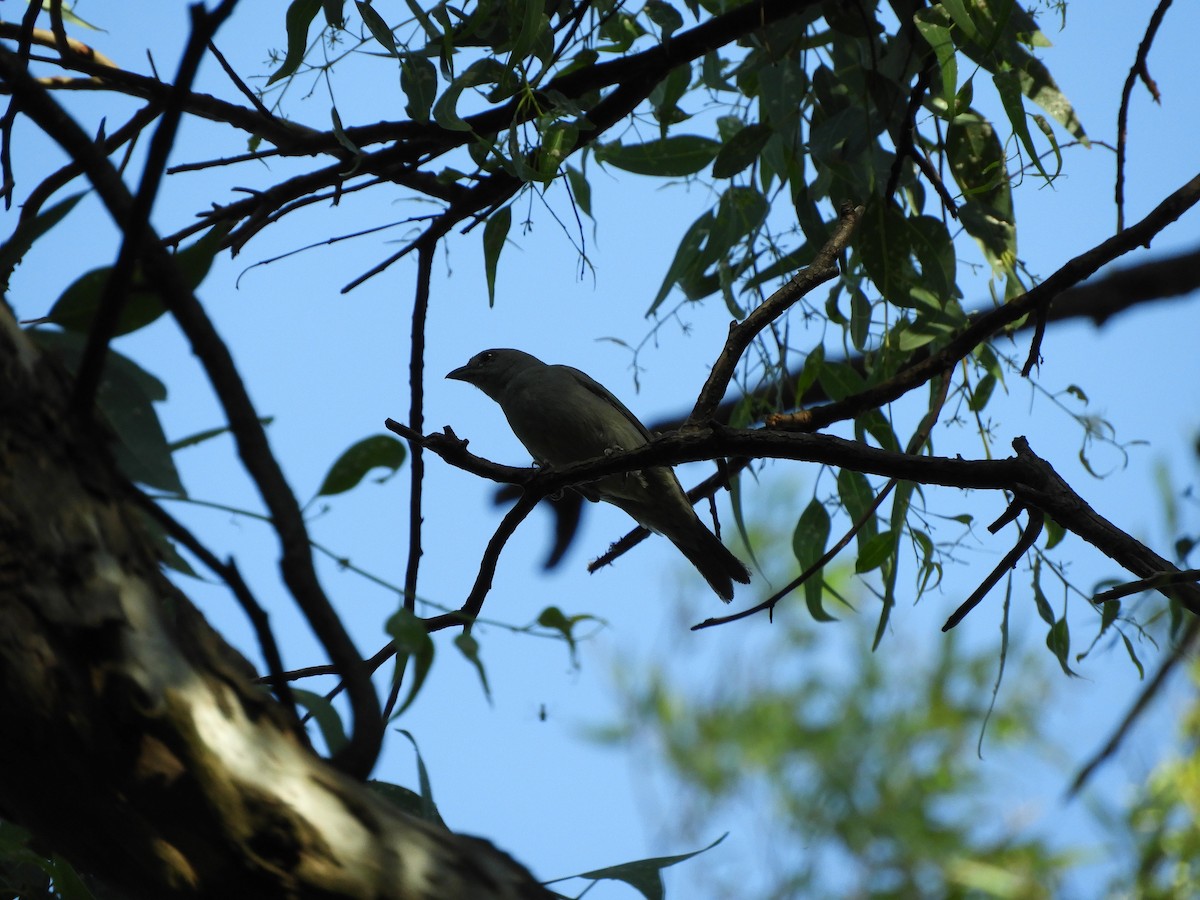 Sayaca Tanager - ML645936260