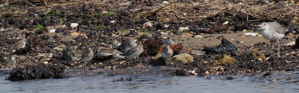 jespák srostloprstý - ML645936262