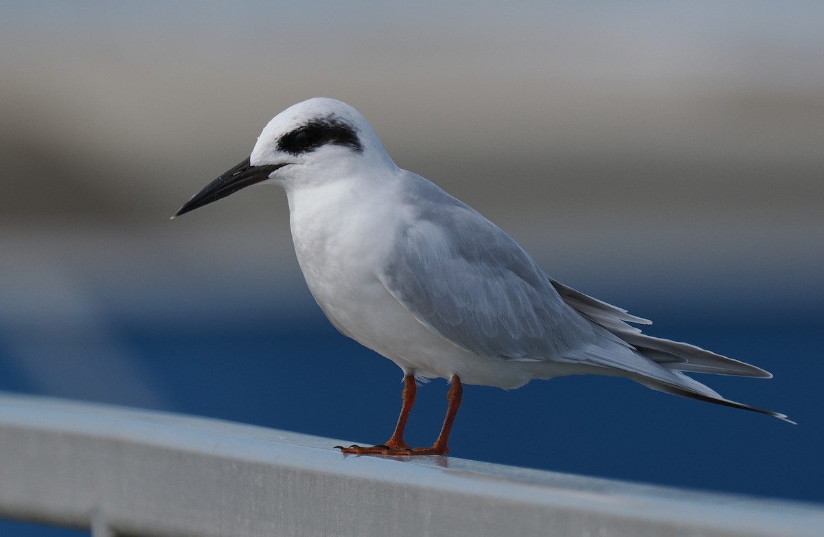 メリケンアジサシ - ML645936263