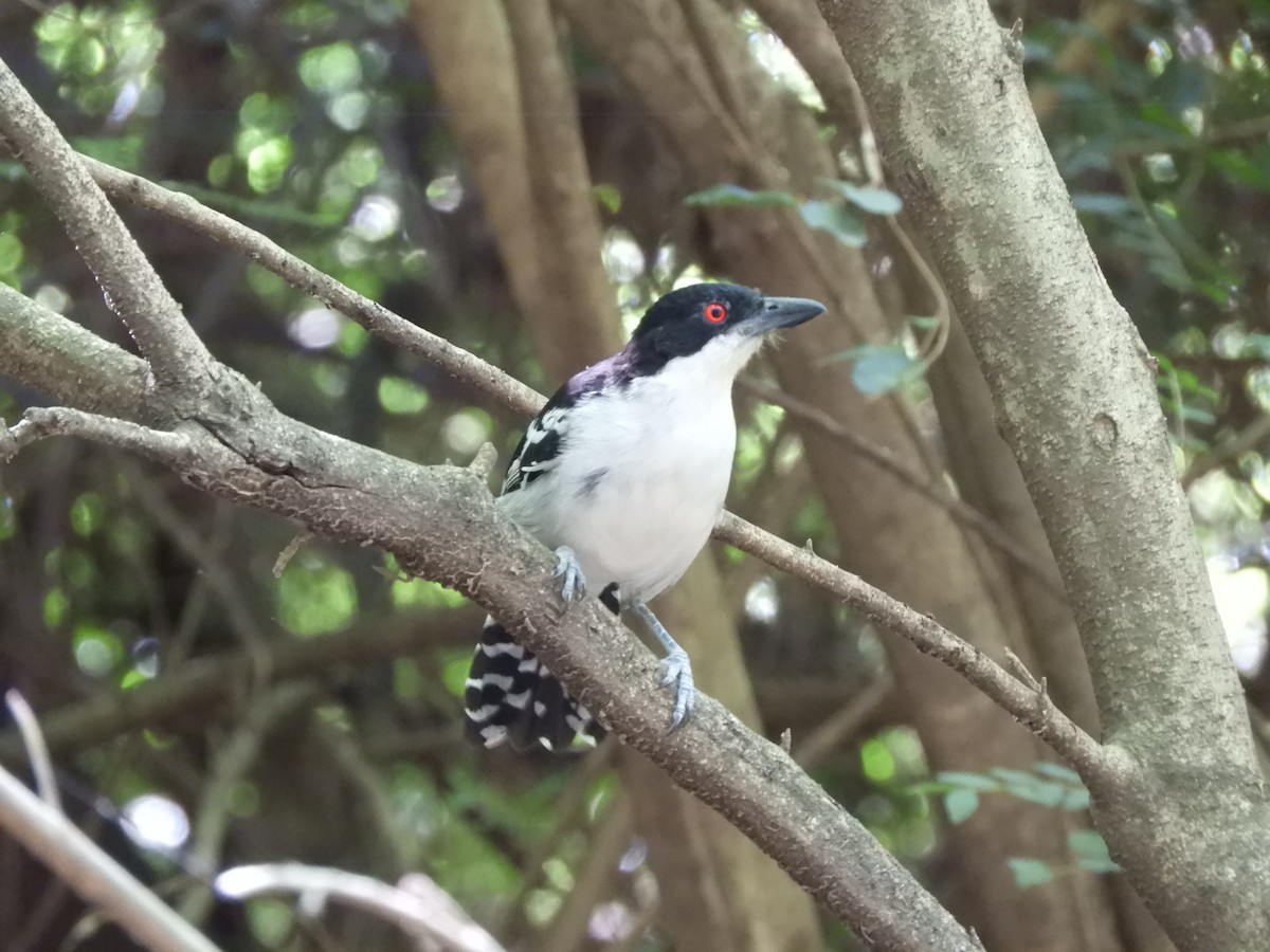 Great Antshrike - ML645936265