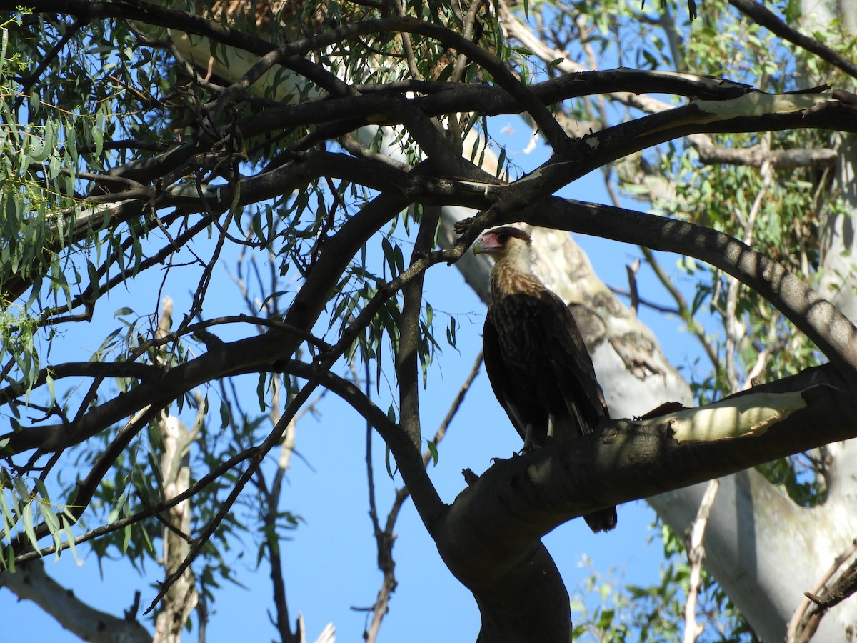 Crested Caracara - ML645936267