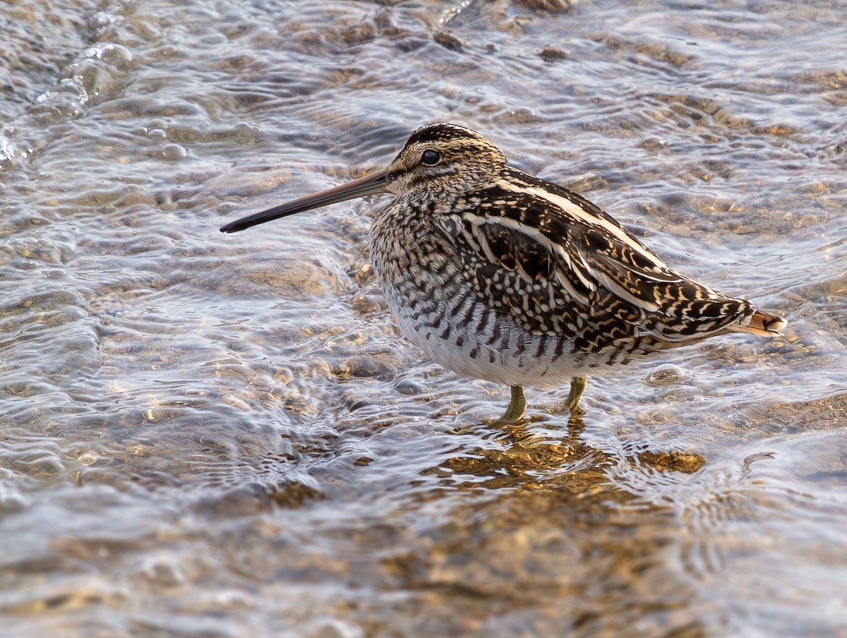 Agachadiza Común - ML645936270