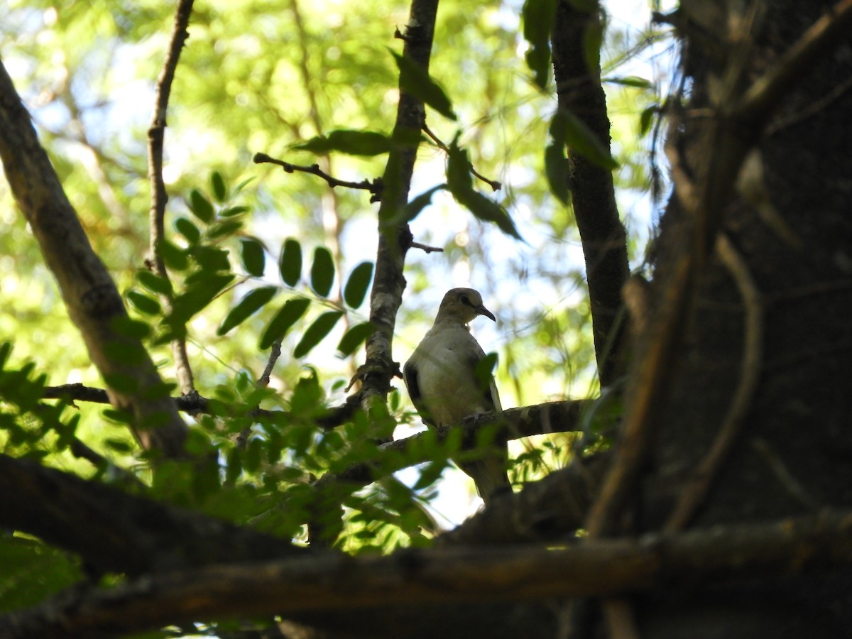 Picui Ground Dove - ML645936271
