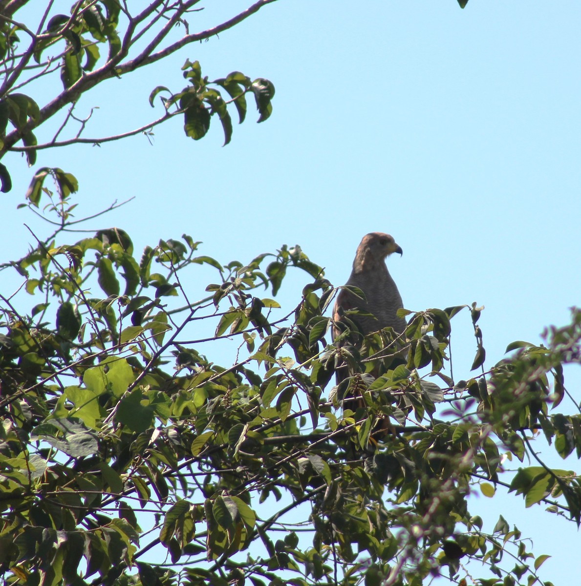 Саванный крабоед - ML645936275