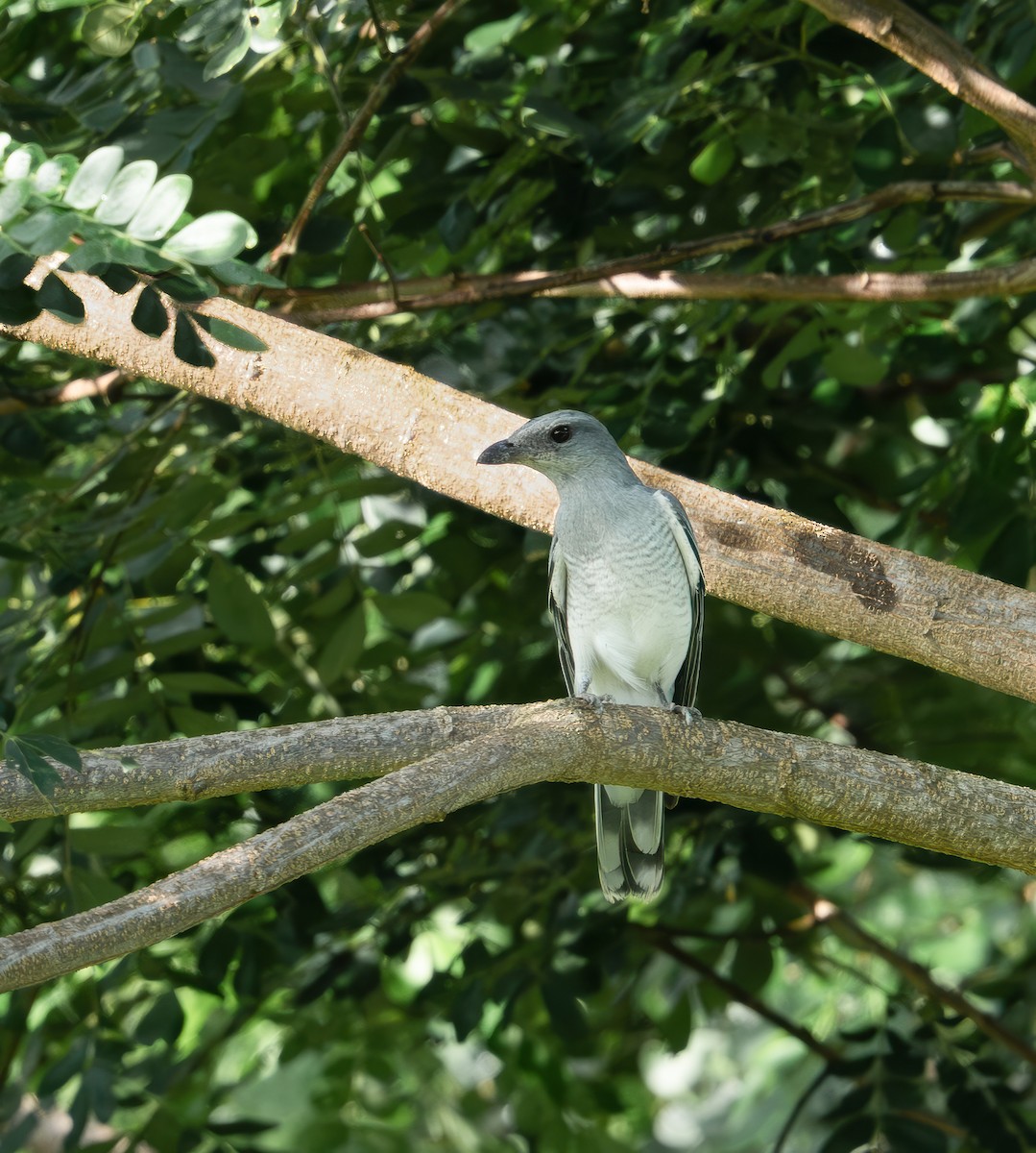Andaman Cuckooshrike - ML645936280
