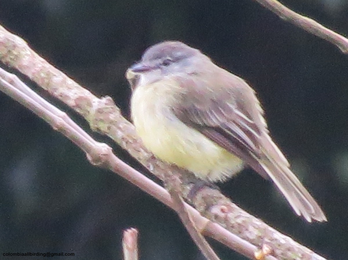 Sooty-headed Tyrannulet - ML645936286