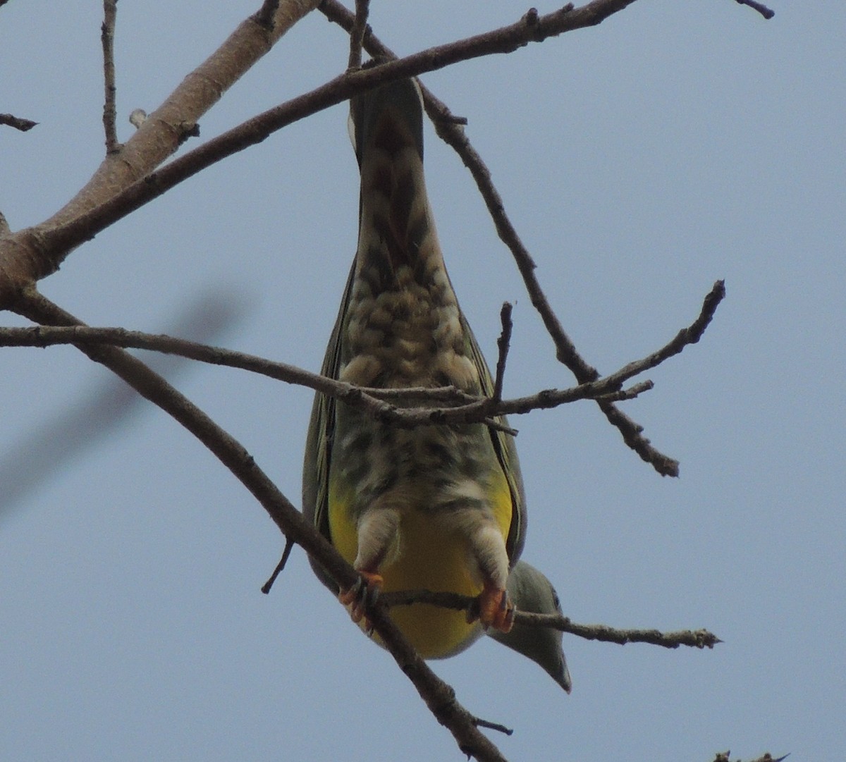 Bruce's Green-Pigeon - ML645936287