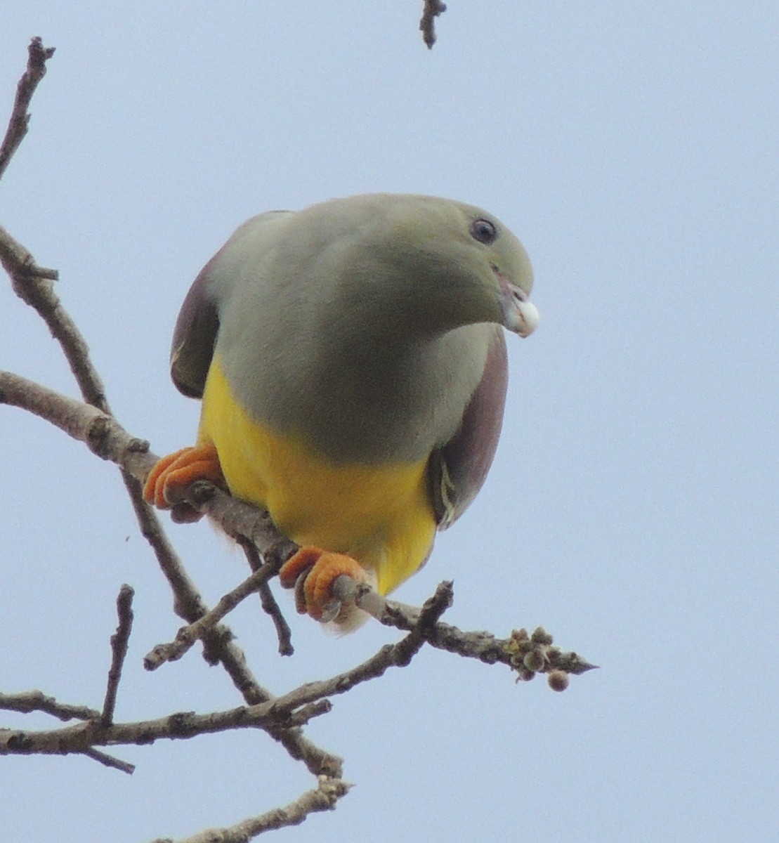 Bruce's Green-Pigeon - ML645936288