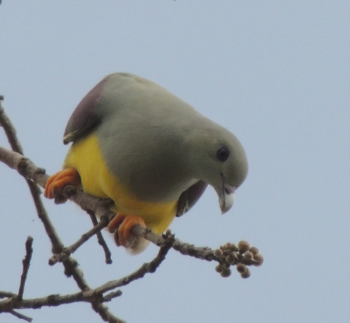 Bruce's Green-Pigeon - ML645936289
