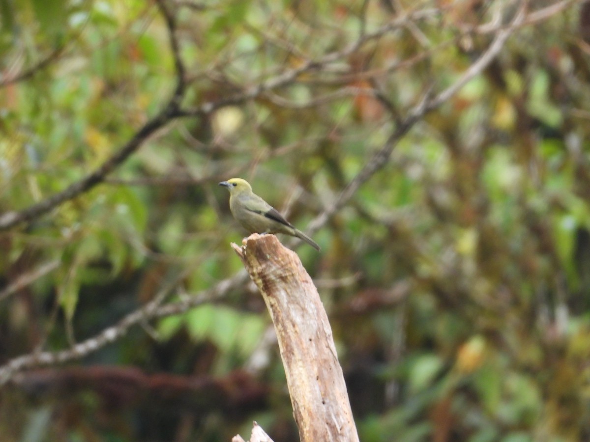 palmetanagar - ML645936291