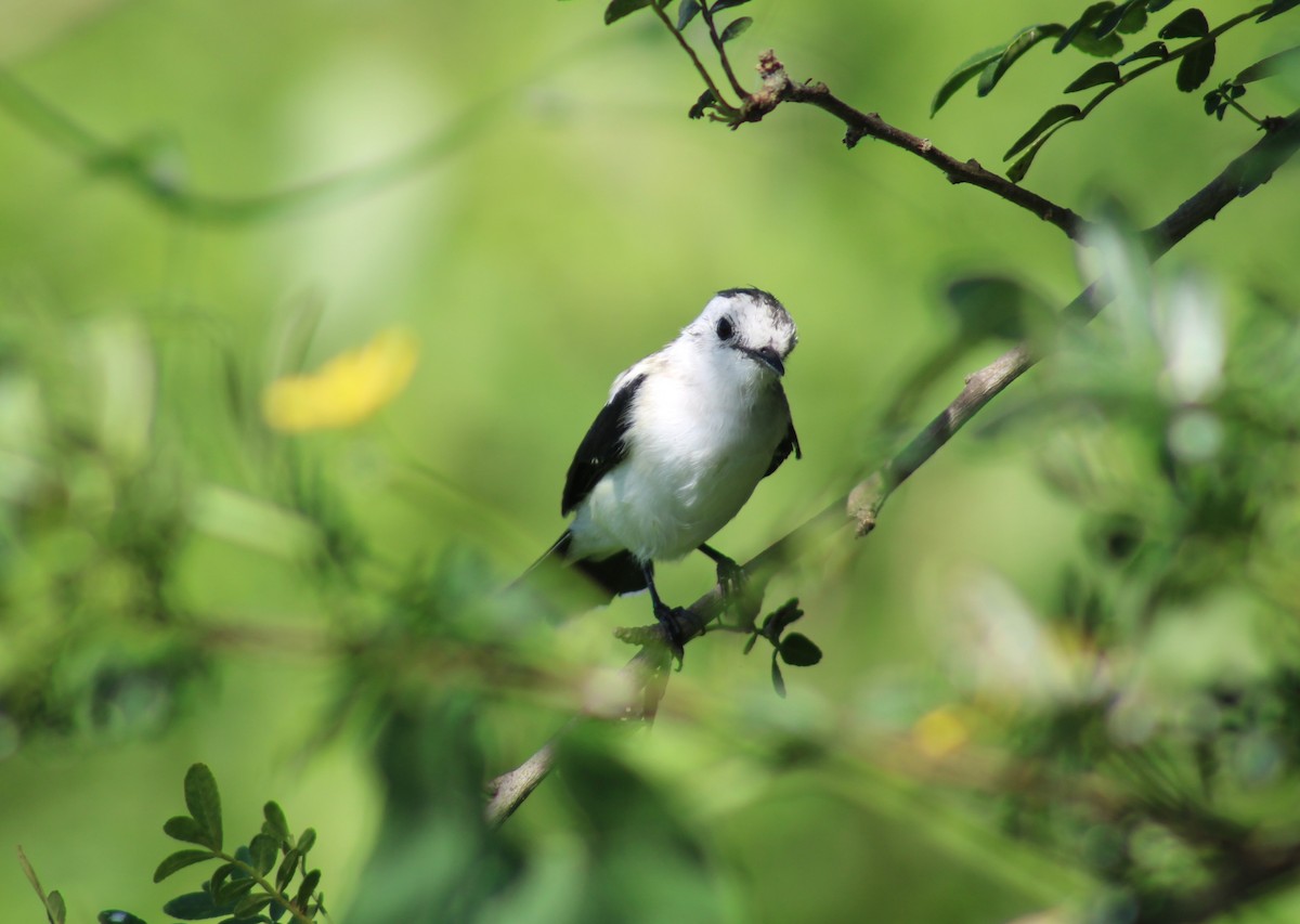 Pied Water-Tyrant - ML645936293
