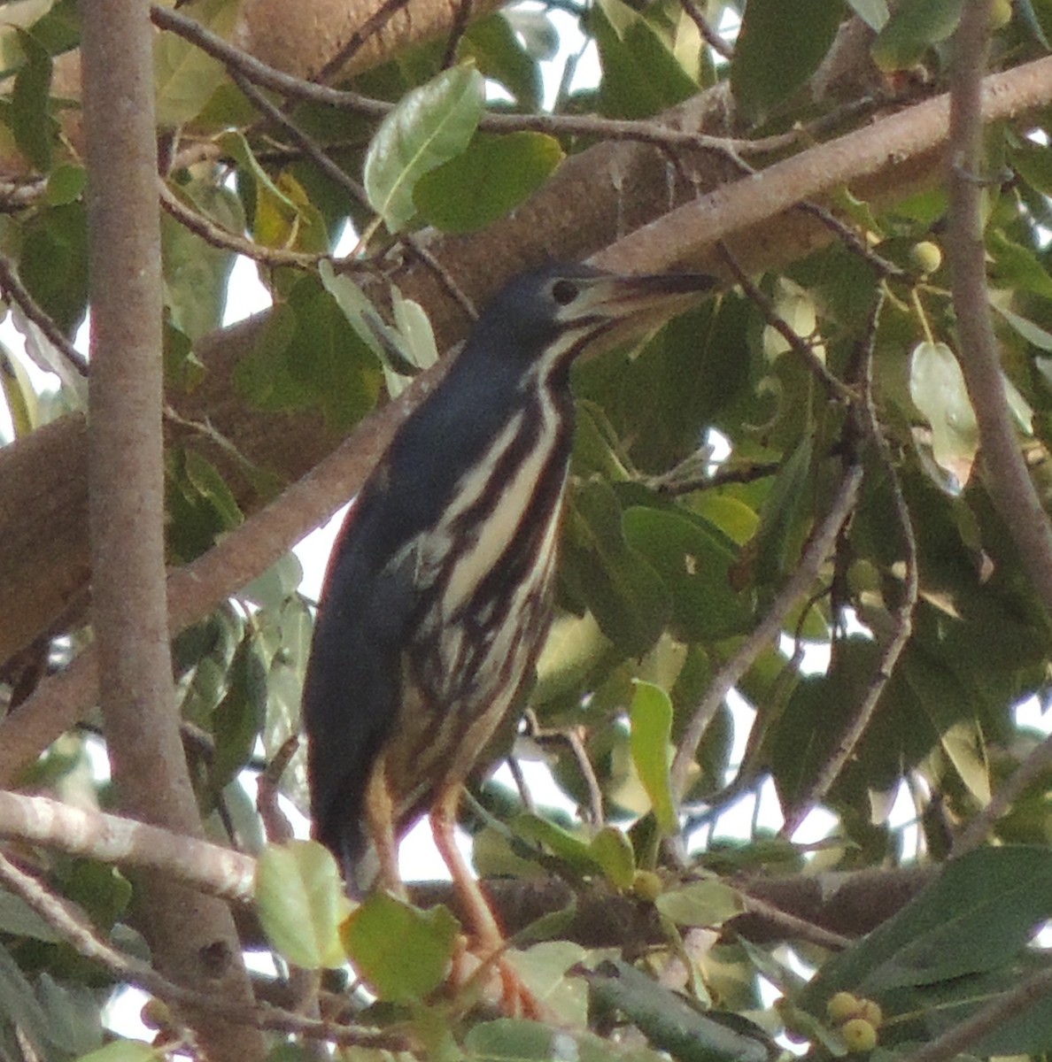 bukáček trpasličí - ML645936294