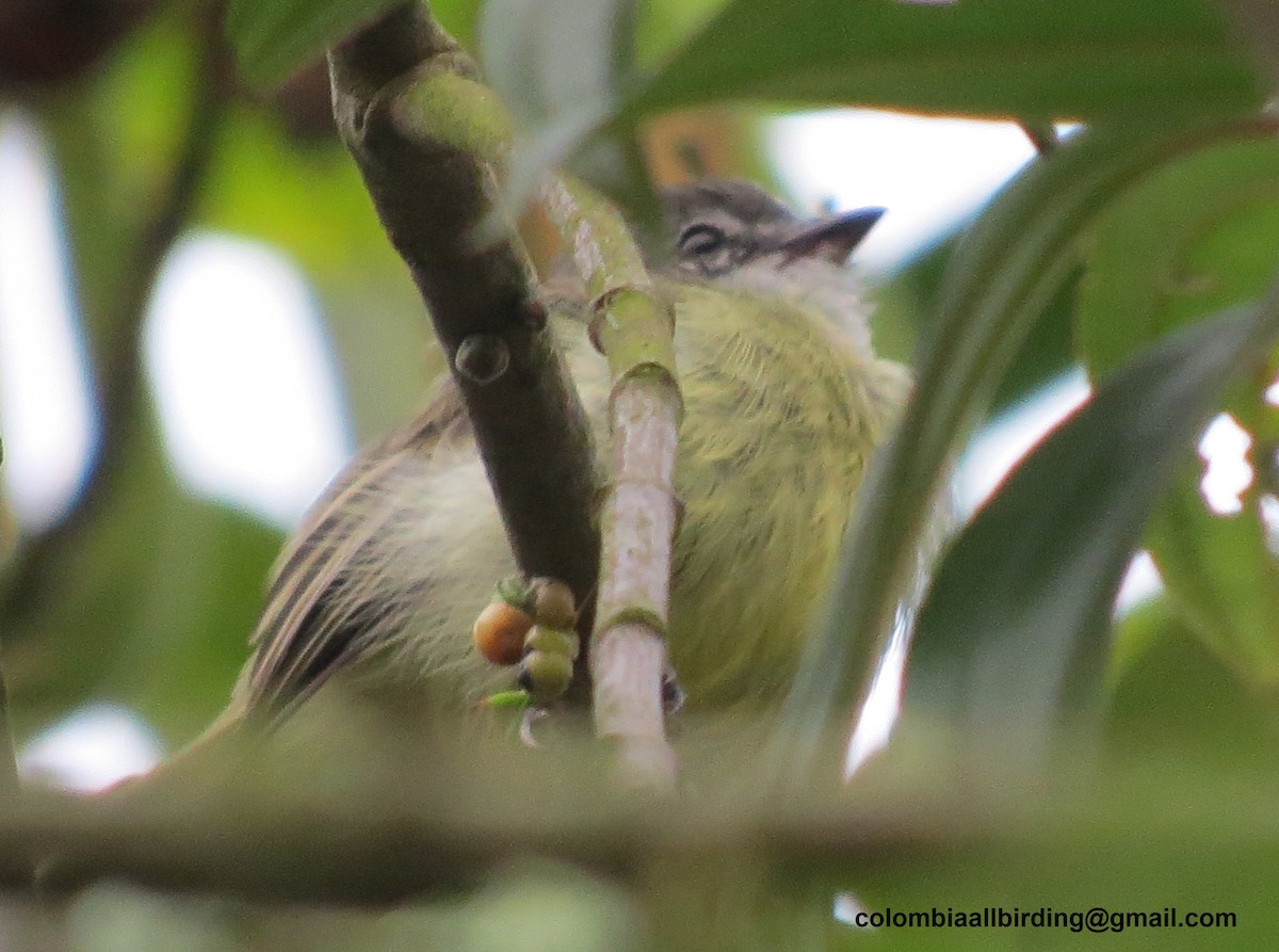 Sooty-headed Tyrannulet - ML645936295