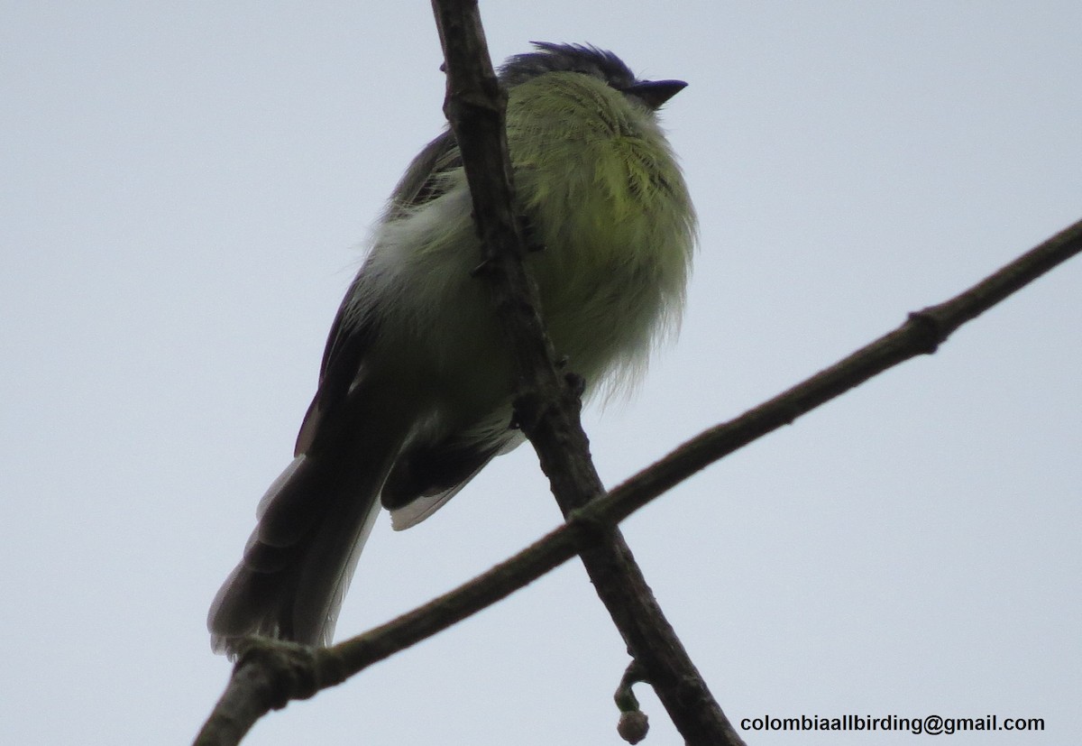 Sooty-headed Tyrannulet - ML645936299