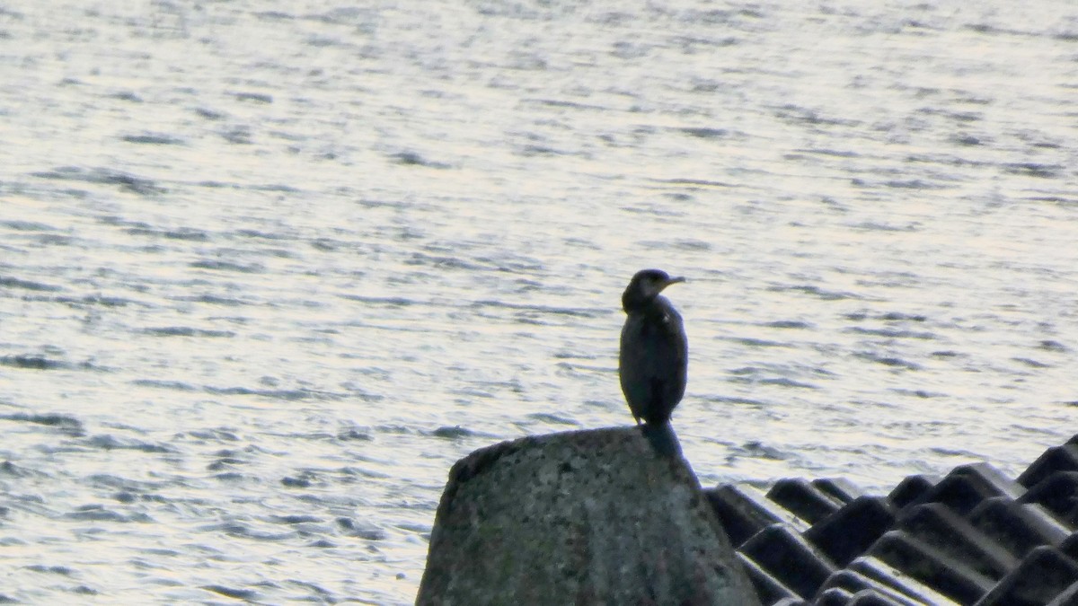 Японский баклан - ML645936307